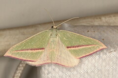 Chlorerythra rubriplaga