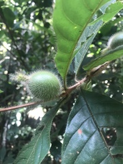 Duroia hirsuta