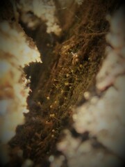 Chaenotheca brachypoda