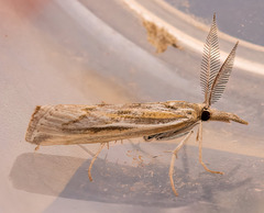 Thaumatopsis pexellus