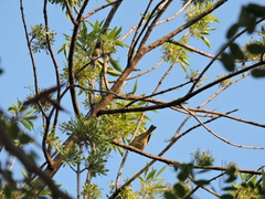 Leiothlypis celata