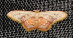Idaea purpurascens