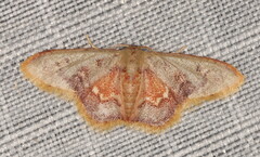 Idaea purpurascens