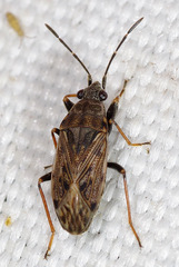 Peritrechus