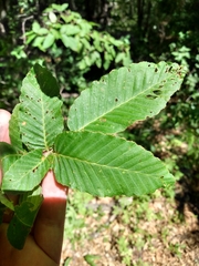 Nothofagus alpina