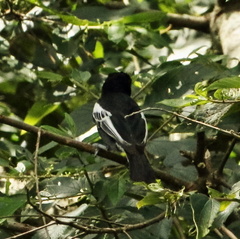 Melaniparus niger