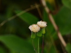 Emilia praetermissa
