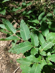 Nothofagus alpina