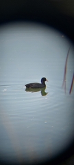Fulica atra