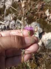 Centaurea caprina