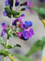 Penstemon spectabilis