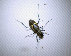 Oxycheila tristis