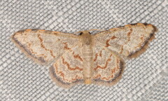 Idaea sublimbaria