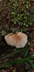 Collybiopsis neotropica