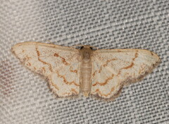 Idaea sublimbaria
