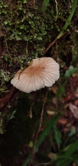 Collybiopsis neotropica