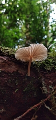 Collybiopsis neotropica