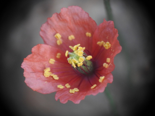 Image of Papaver purpureomarginatum by (c) Yves Bas, some rights reserved (CC BY)
