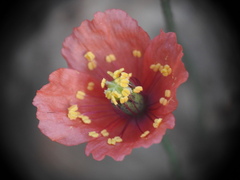 Papaver purpureomarginatum