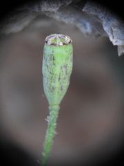 Papaver purpureomarginatum