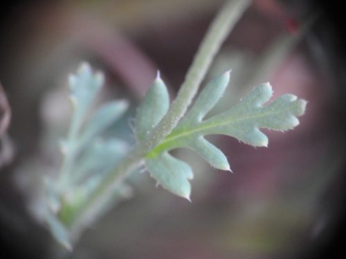 Image of Papaver purpureomarginatum by (c) Yves Bas, some rights reserved (CC BY)