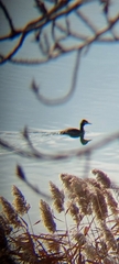 Podiceps cristatus