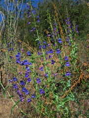 Penstemon spectabilis
