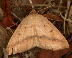 Palaeaspilates inoffensa