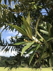 Ocotea guianensis