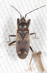 Eremocoris fenestratus