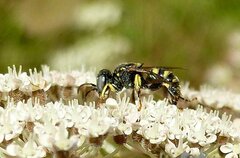 Oxybelus mandibularis