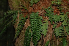 Asplenium praemorsum