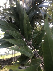 Ocotea guianensis