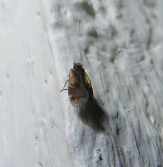 Bothriocera