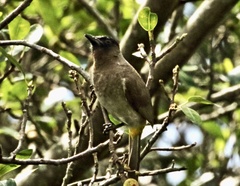 Pycnonotus barbatus layardi