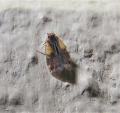 Bothriocera
