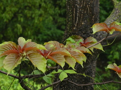 Hymenodictyon obovatum