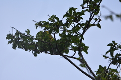 Spinus barbatus