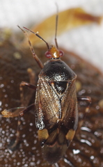 Deraeocoris flavilinea