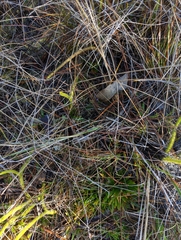 Burmannia biflora