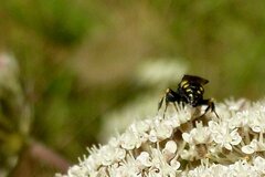 Oxybelus mandibularis