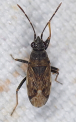 Peritrechus