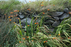 Crocosmia aurea