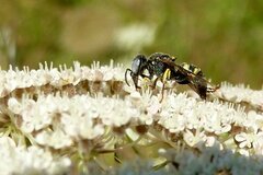 Oxybelus mandibularis