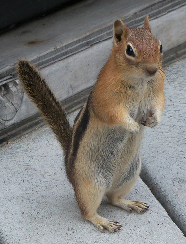 Common Golden-mantled Ground Squirrel, photo 6 of 9