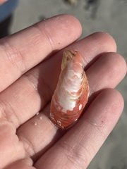 Modiolus americanus