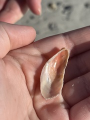 Modiolus americanus