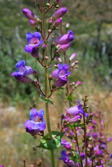 Penstemon spectabilis spectabilis