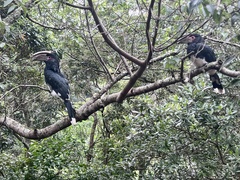 Bycanistes bucinator