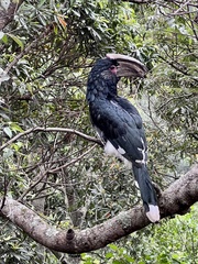 Bycanistes bucinator